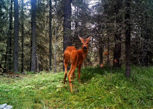 Katunsky State Biosphere Reserve